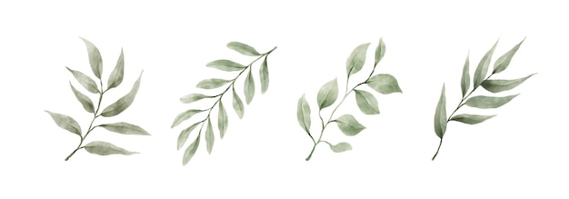 Groen bladeren aquarel hand getrokken set van groen blad in aquarel stijl geïsoleerd op een witte achtergrond decoratieve schoonheid elegante illustratie collectie voor design