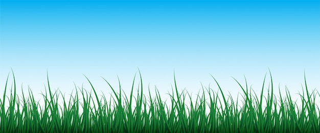 Groen gras achtergrond met blauwe hemel. Natuur achtergrond voor je ontwerp