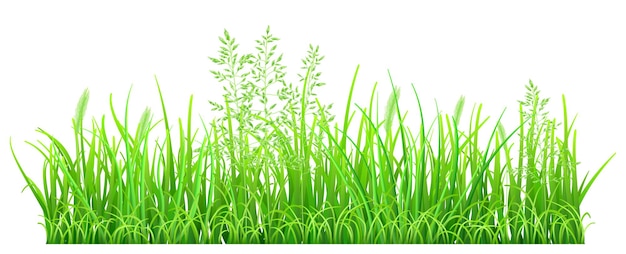 Vector groen gras en aartjes
