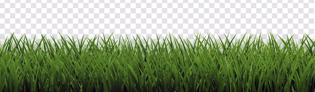 Groen gras met geïsoleerde doorzichtige achtergrond