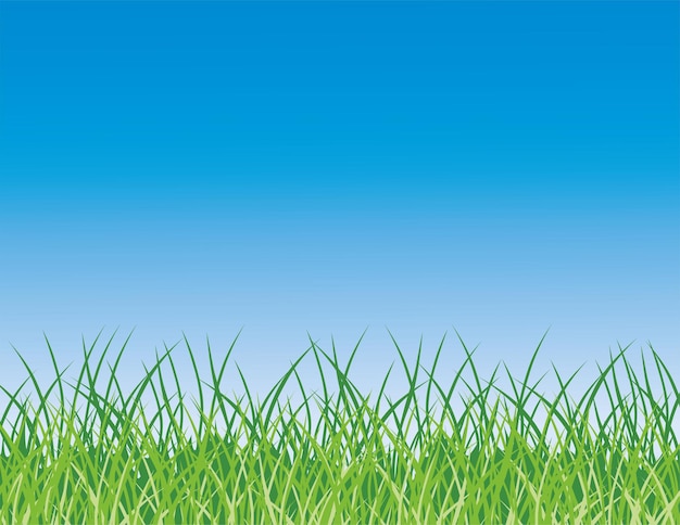 groen gras op blauwe hemelachtergrond
