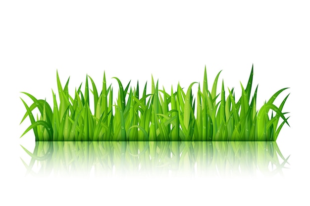 Groen gras op witte achtergrond vector