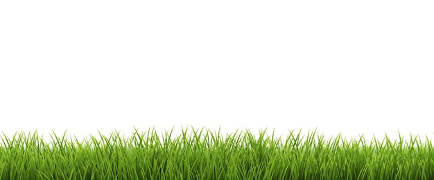 Groen Gras Panorama Geïsoleerde Witte Achtergrond