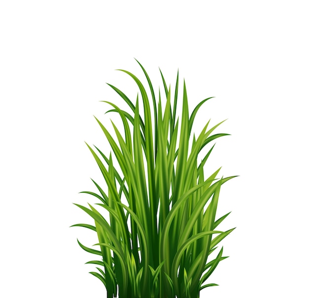 Vector groen gras vers kruid natuurlijk biologisch eco-label vector illustratie