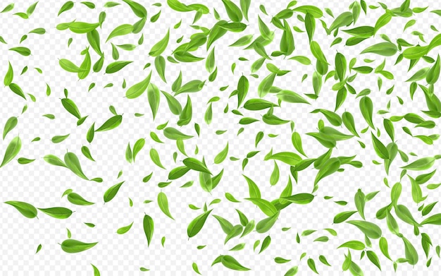 Groen Groen Realistische Vector Transparant