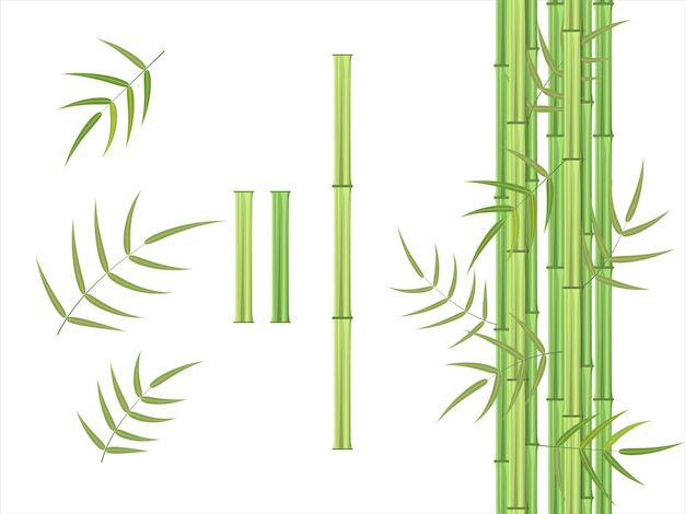 Groene bamboe en bladeren vector elementen set