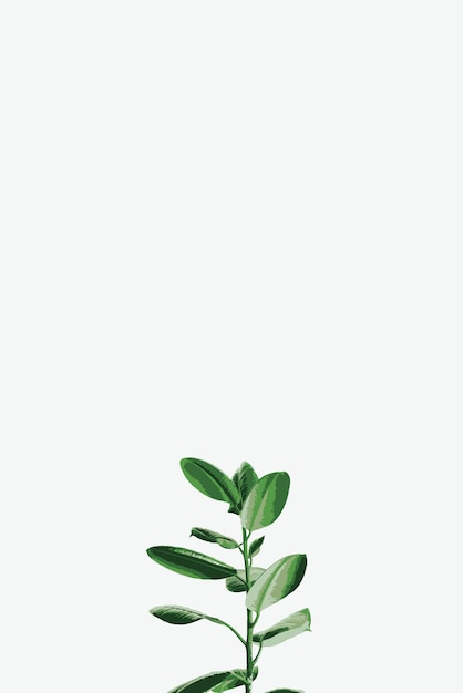 Vector groene blad vector achtergrond