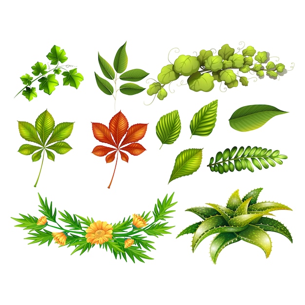 Groene bladeren collectie