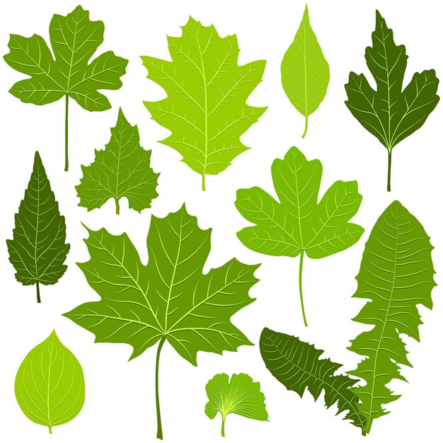 Groene bladeren ingesteld op witte achtergrond