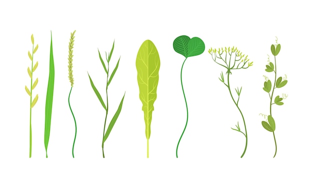 Vector groene bladeren vector set organische plantenelementen