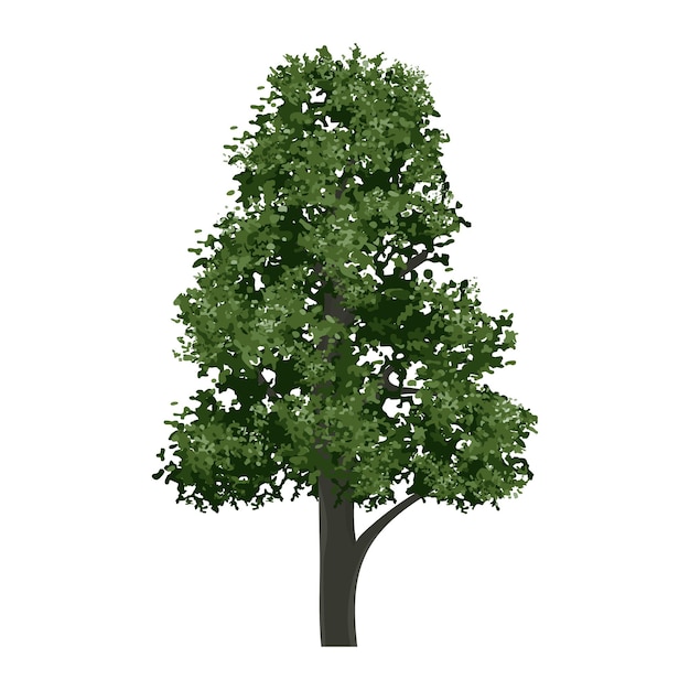 Groene boom geïsoleerd op witte achtergrond Landschapsobject voor buitengrafiek