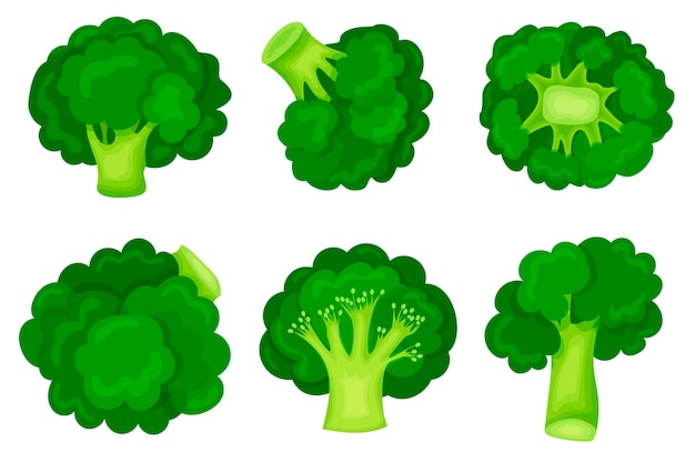 Groene broccoli in een moderne vlakke stijl. Set. Gezond dieet. Pictogram geïsoleerd op een witte achtergrond.