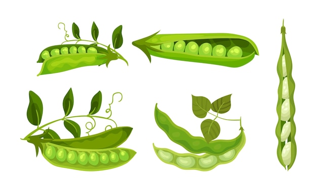 Vector groene erwten in peulen geïsoleerd op een witte achtergrondvector