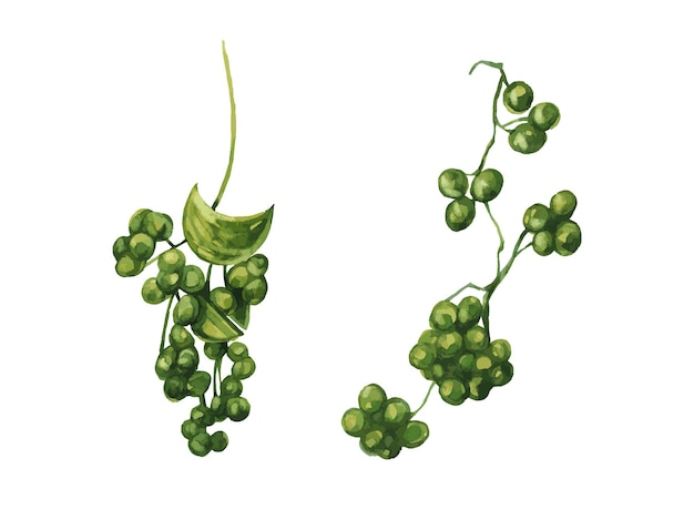 Groene geïsoleerde bessen clipart