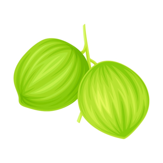 Groene kokosnoten hangen op een palmbomen Vector illustratie