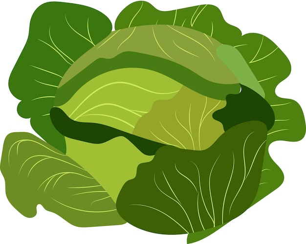 Vector groene kool illustratie vector kleur