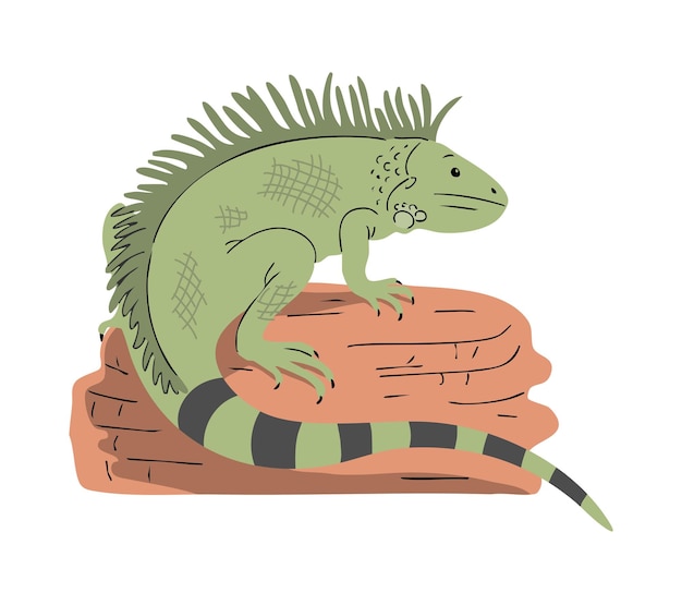 Groene leguaan op een steen