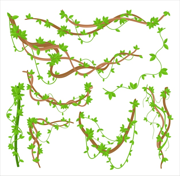 Vector groene liaan planten klimplanten platte illustraties set. tropisch regenwoud kronkelende plant