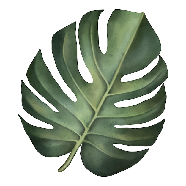 Groene monstera blad Tropische plant Handgeschilderde aquarel illustratie geïsoleerd op wit