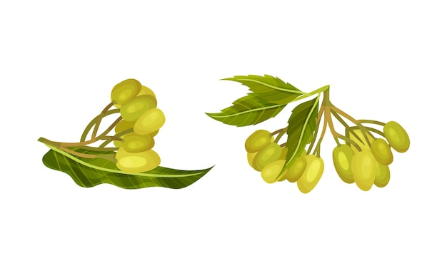 Groene olijftakken set Biologisch gezond product Illustratie van de productievector van olijfolie