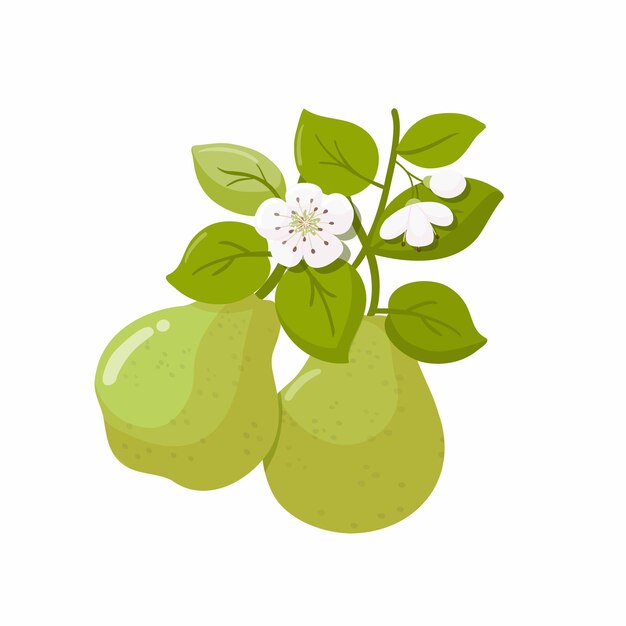 Groene peren met takken, bladeren en bloemen fruit illustratie.