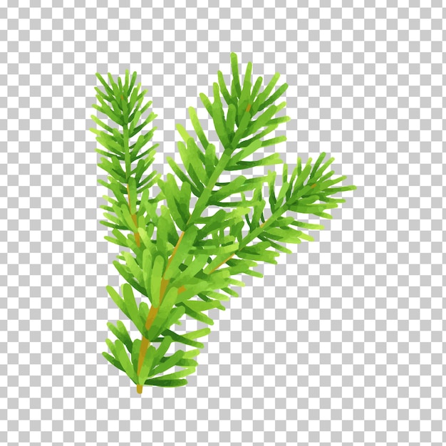 Vector groene plant blad een tak van een dennenboom png clipart