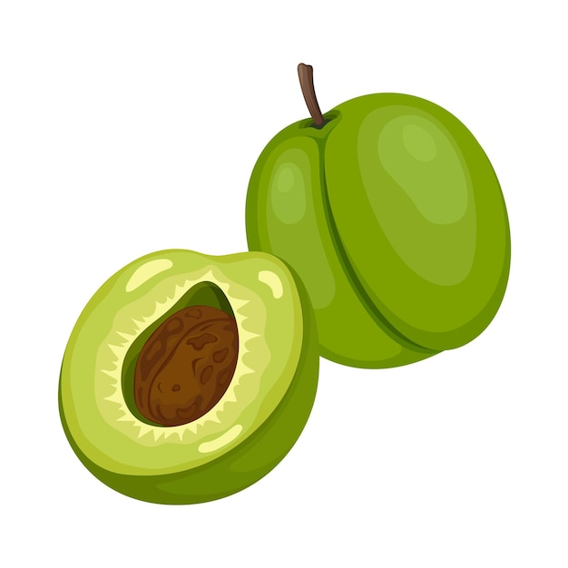 Groene Pruim Fruit Vector Illustratie Vers Fruit