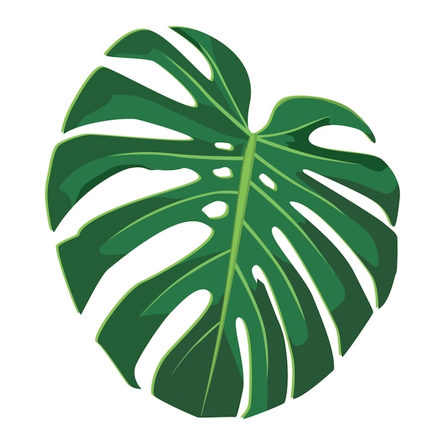 Vector groene realistische monstera bladeren geïsoleerd op wit voor collage compilatie. vector illustratie.