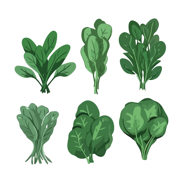 Groene spinazie plant vector illustratie set geïsoleerd op wit