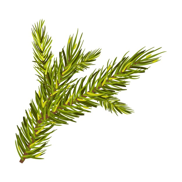 Groene spruce tak vector illustratie geïsoleerd op witte achtergrond
