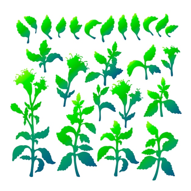 Groene tak van stevia vers blad Health food kruidendrank Botanische illustratie