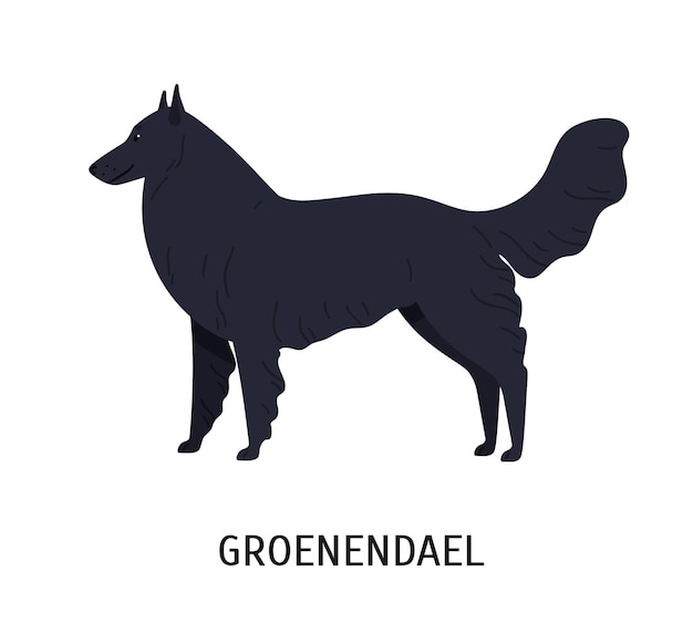 Groenendael 또는 벨기에 양치기. 흰색 배경에 격리된 방목 품종이나 몰이의 사랑스러운 개. 검은 장발 코트를 가진 순종 가축 또는 애완 동물. 플랫 만화 벡터 일러스트 레이 션.