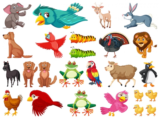 Groot aantal wilde dieren