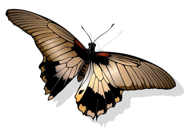 Vector grote mormoonse vlinder papilio memnon