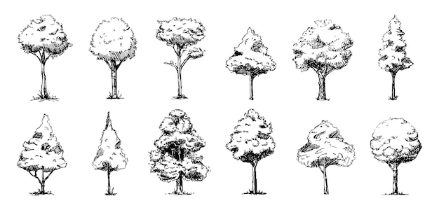 Grote reeks handgetekende boomschetsen