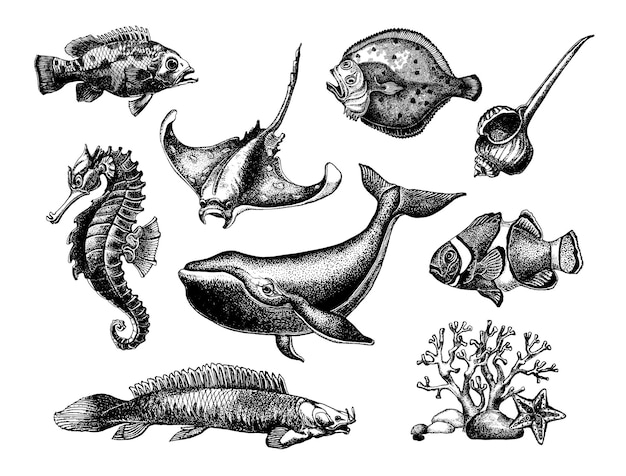 Grote reeks van zeeleven ink schets geïsoleerd op een witte achtergrond hand getrokken vectorillustratie