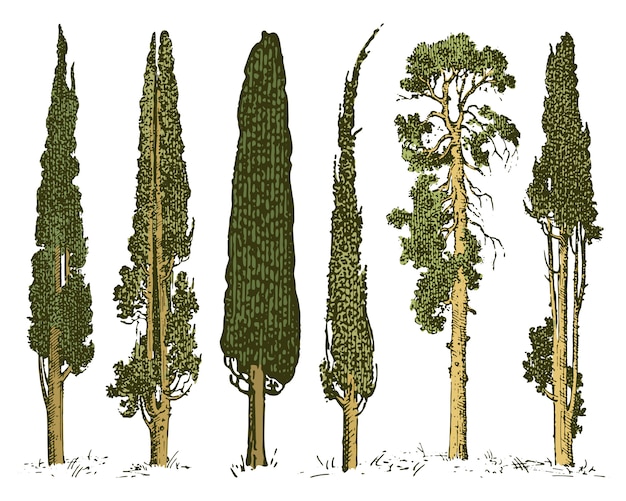 Grote set van gegraveerde, handgetekende boom omvat dennen, olijven en cipressen, dennenbos geïsoleerd object.