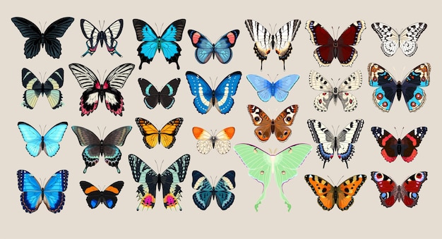 Vector grote vectorset vlinders