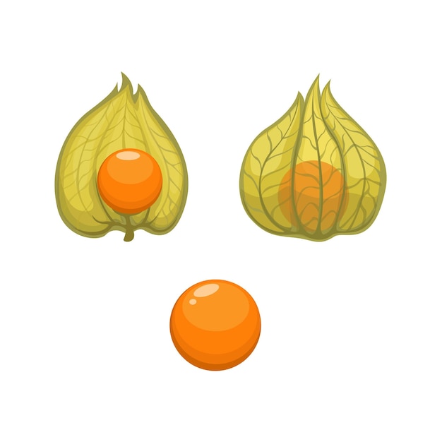 Земляная вишня или томатилло Уникальный фруктовый набор Мультфильм иллюстрация Вектор
