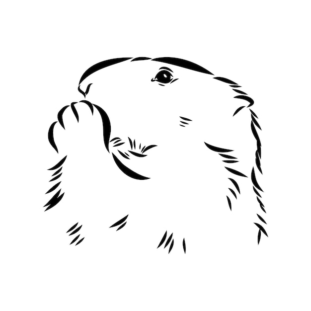 Vector groundhog sketch vector graphics black and white monochrome figure head