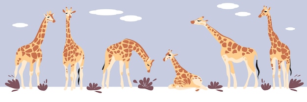 Vettore un gruppo di simpatiche giraffe. illustrazione vettoriale di giraffe. un insieme di giraffe in diverse pose.