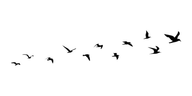 Vector group of flying birds silhouette illustration