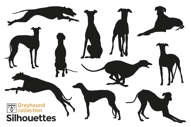 Group of  greyhound silhouettes. dogs jumping, playing, walking and sitting. pets icons for your .