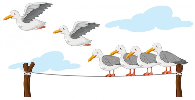 Vector group of seagull on white backgroound