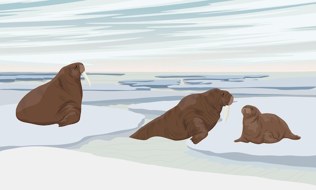 Un gruppo di trichechi riposa sui banchi di ghiaccio vicino alla costa dell'oceano settentrionale
