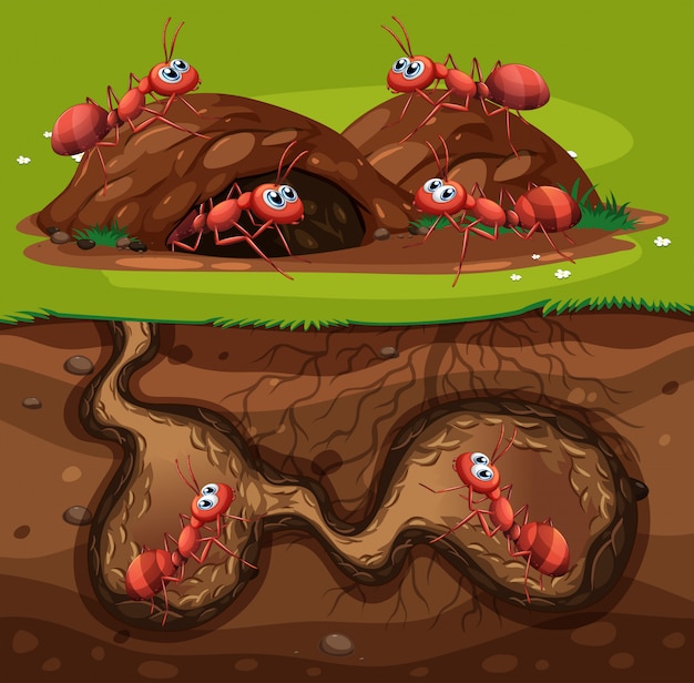 A group of working ants in hole