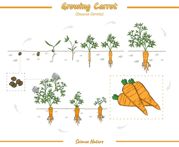 Vector growing carrot or growing process of carrot