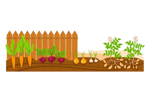 Cibo in crescita nell'illustrazione del vettore di terra pianta di patata di ravanello di carota organica in giardino verde con terreno sano cartoon sfondo agricolo