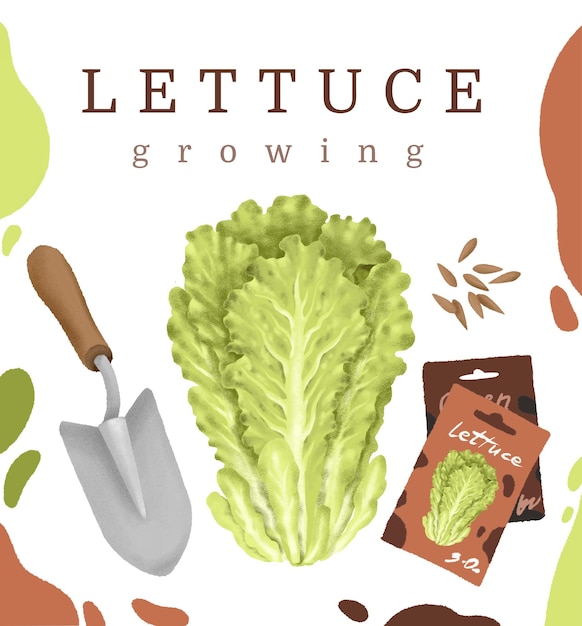 Vector growing lettuce plant from seeds