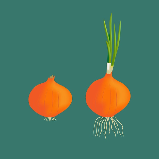 Vector growing onion